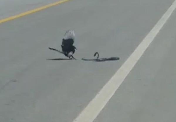 d Saksağan yılanı avladı