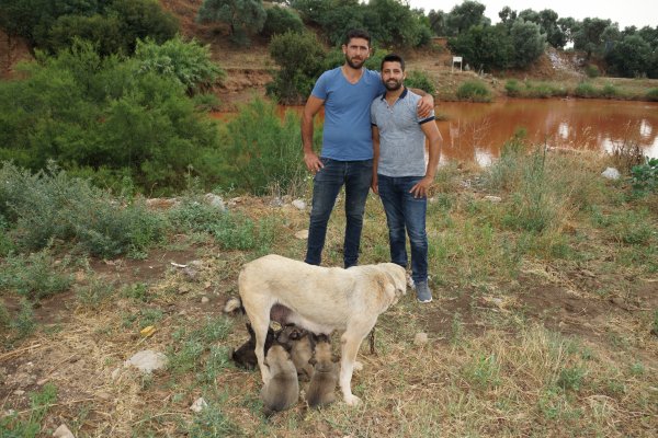 Aydın'da canını hiçe sayıp yavru köpekleri kurtardı