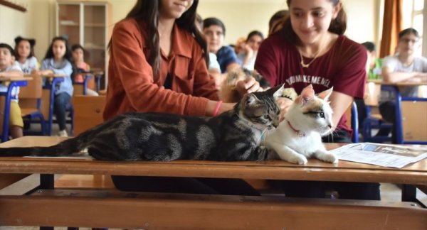 Adıyaman’da iki kedi karne aldı