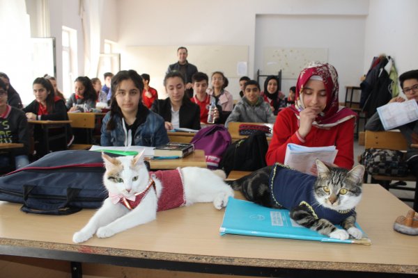 Adıyaman’da iki kedi karne aldı