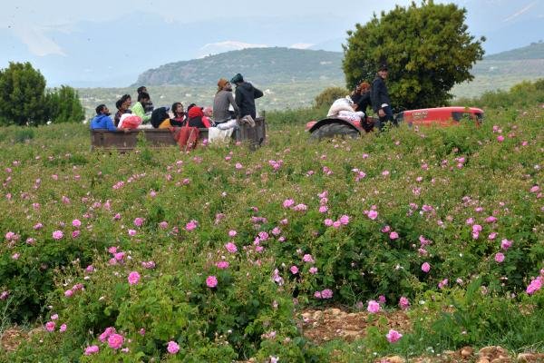 İlk gül yağının kilosu 9 eurodan satışa sunuldu