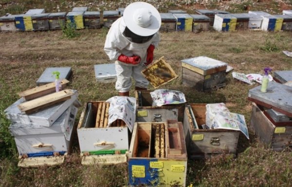 AB, arıcılık sektörüne mali destek verecek