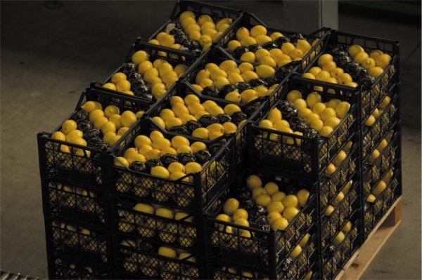 Yağmur yiyen limonlar erken çürüdü