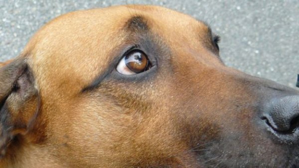 Köpeklerin masum bakışlarının altında yatan gerçek