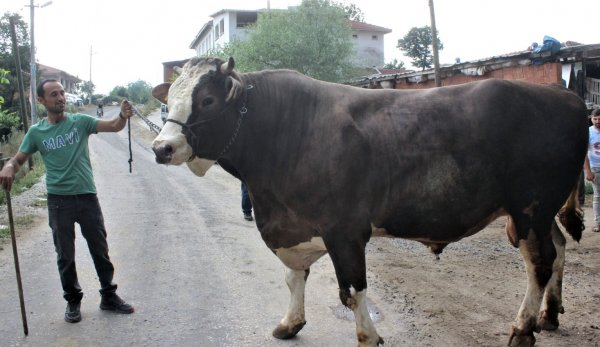 Bir buçuk tonluk boğayı görenler gözlerine inanamıyor