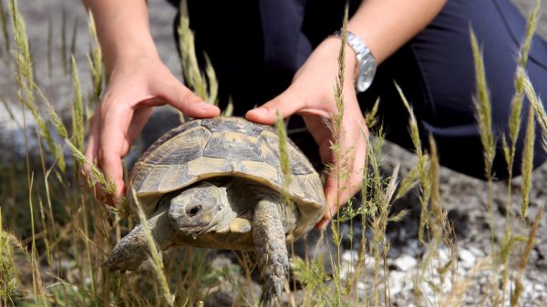 Jandarmadan kaplumbağa devriyesi