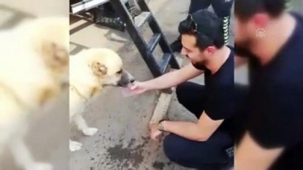 Polis susayan köpeğe su içirdi