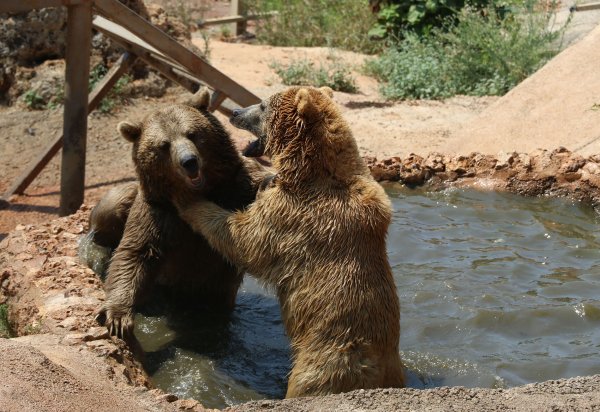Sıcak havadan bunalan hayvanlara meyve kokteyli