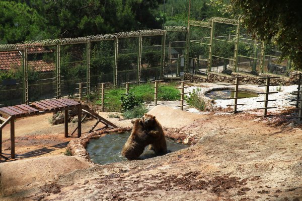 Sıcak havadan bunalan hayvanlara meyve kokteyli