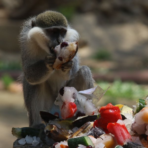 Sıcak havadan bunalan hayvanlara meyve kokteyli