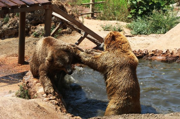 Sıcak havadan bunalan hayvanlara meyve kokteyli