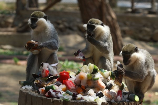Sıcak havadan bunalan hayvanlara meyve kokteyli