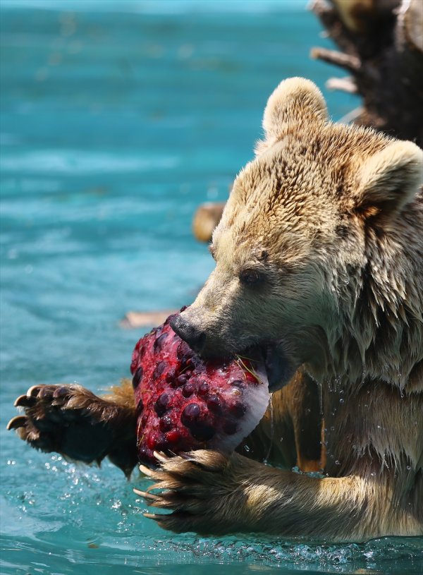Konya hayvanat bahçesindeki ayıların kokteyl keyfi