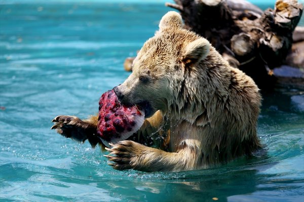 Konya hayvanat bahçesindeki ayıların kokteyl keyfi