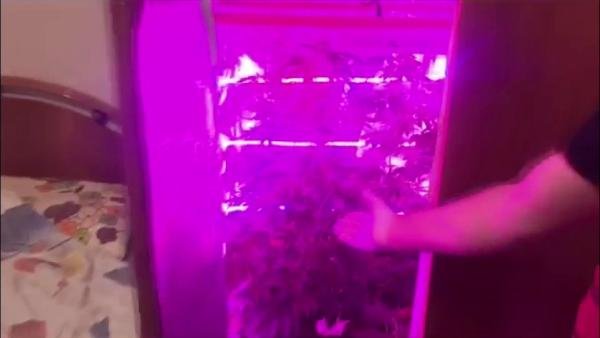 Giysi dolabından uyuşturucu serası çıktı