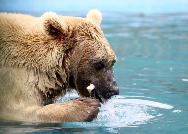 Konya hayvanat bahçesindeki ayıların kokteyl keyfi