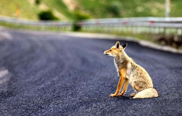 d Rize'de yola inen tilkiyi sürücüler besledi