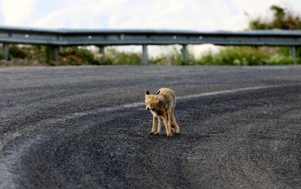 d Rize'de yola inen tilkiyi sürücüler besledi