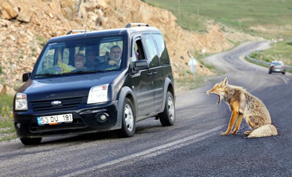 d Rize'de yola inen tilkiyi sürücüler besledi