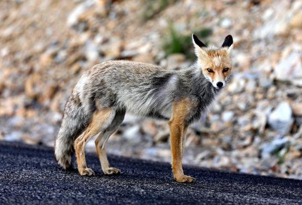 a Rize'de yola inen tilkiyi sürücüler besledi