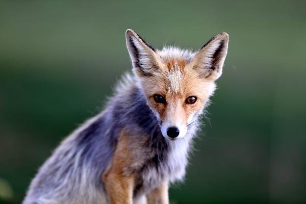 d Rize'de yola inen tilkiyi sürücüler besledi