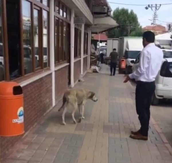 Belediye personelinin köpekle konuştuğu anlar