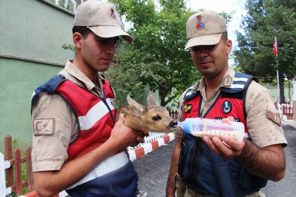 Yaralı karaca yavrusuna jandarma sahip çıktı