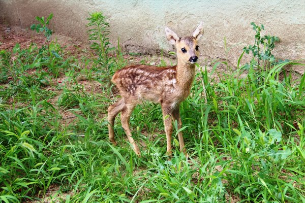 Yaralı karaca yavrusuna jandarma sahip çıktı
