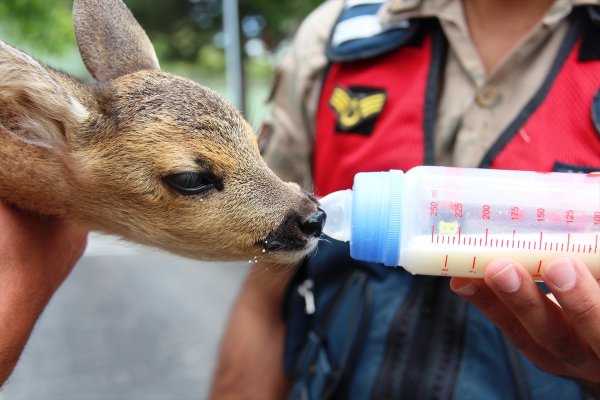 Yaralı karaca yavrusuna jandarma sahip çıktı