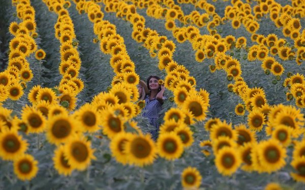 a Edirne'de fotoğraf tutkunları tarlalara koşuyor