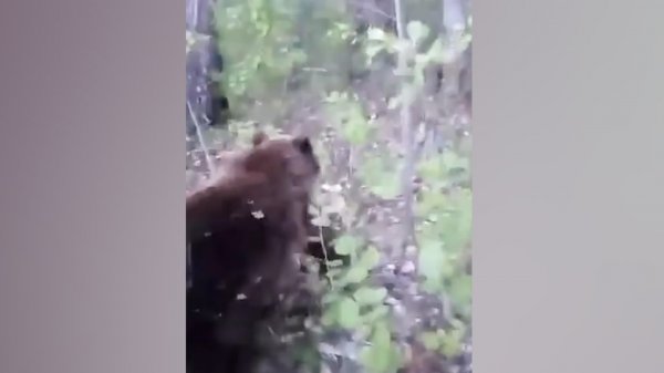 Rusya’da ayıya tekme atan adam