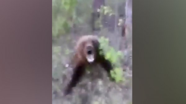 Rusya’da ayıya tekme atan adam