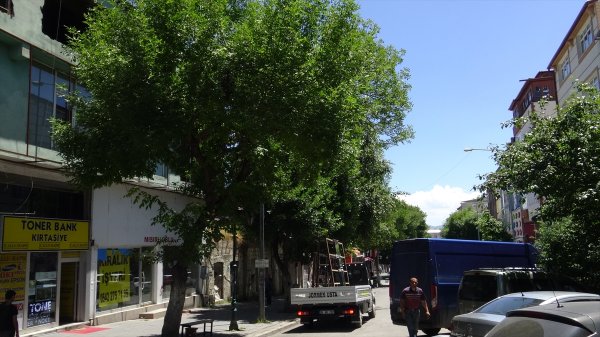 Kars'ta arı kolonisi firar etti