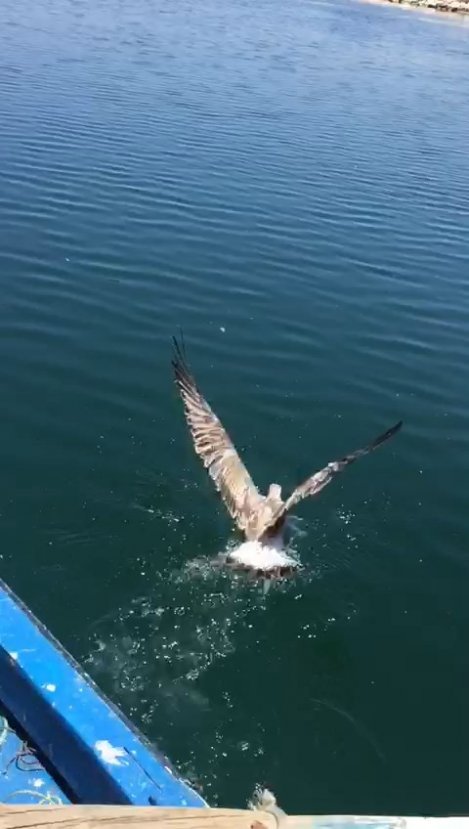 i İpe dolanan martıyı balıkçılar kurtardı