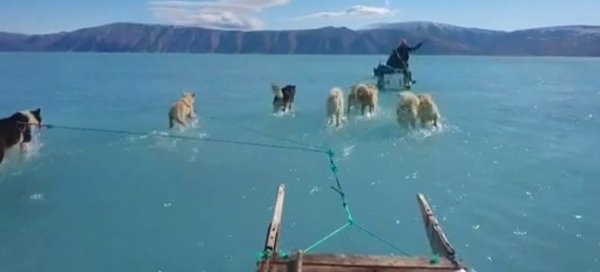 Grönland'da eriyen buzullar sulak oluşturdu