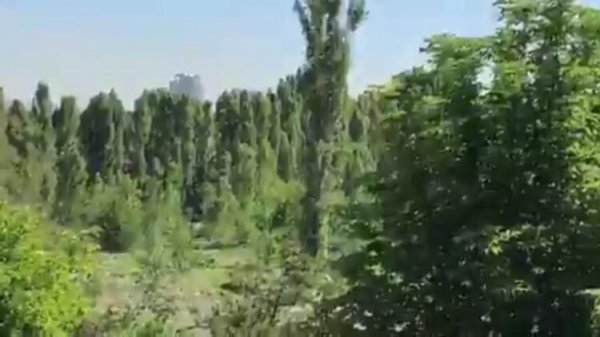 ODTÜ'de ağaç kesimi durduruldu