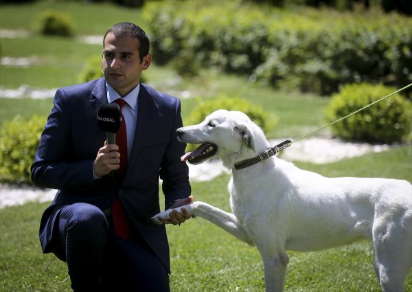 a Pergel'e bakanlığın bahçesinde bakılıyor