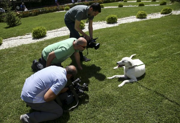 a Pergel'e bakanlığın bahçesinde bakılıyor