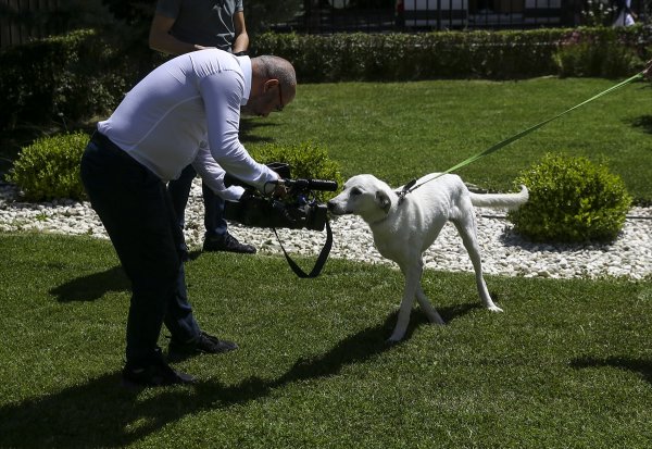 a Pergel'e bakanlığın bahçesinde bakılıyor