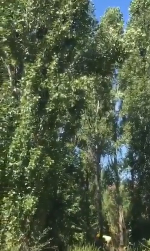 ODTÜ'de ağaç kesimi başladı