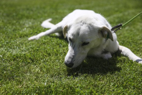 a Pergel'e bakanlığın bahçesinde bakılıyor
