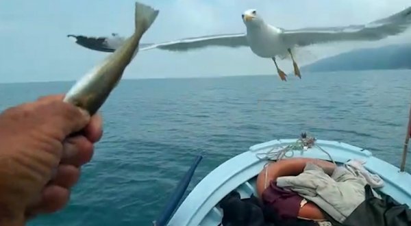 Rizeli balıkçının deniz dostları