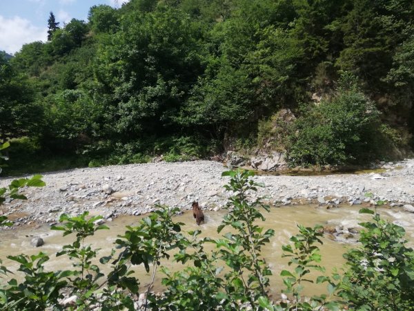 Dere kenarına inen ayıyı tüfekle öldürdüler