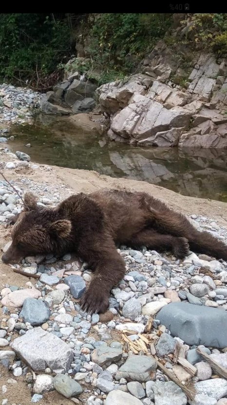 Dere kenarına inen ayıyı tüfekle öldürdüler