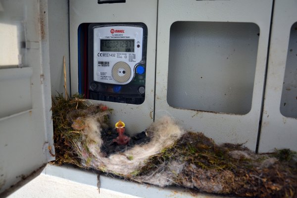 Elektrik saatine yuva yapan kuş, evi elektriksiz bıraktı