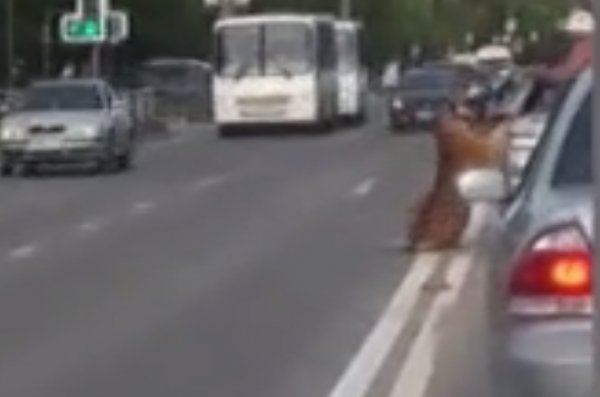 Rusya'da kaplan otomobilden atladı