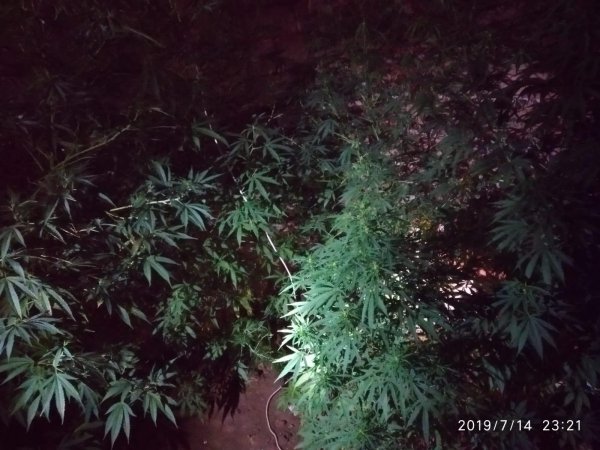 i Balıkesir'de 10 kök keneviri yetiştiren kişi tutuklandı