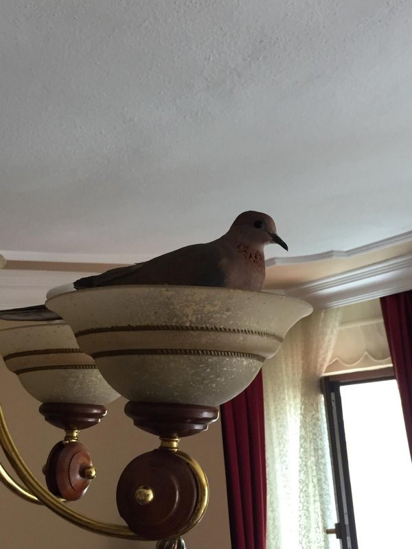 Bursa'da bir kumru, yavrulamak için evin avizesini seçti