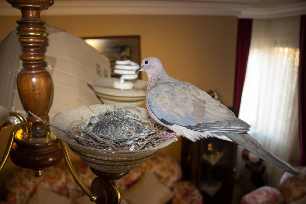 Bursa'da bir kumru, yavrulamak için evin avizesini seçti