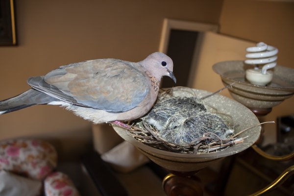 Bursa'da bir kumru, yavrulamak için evin avizesini seçti